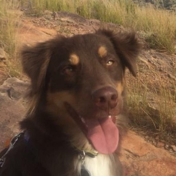 dogdaze